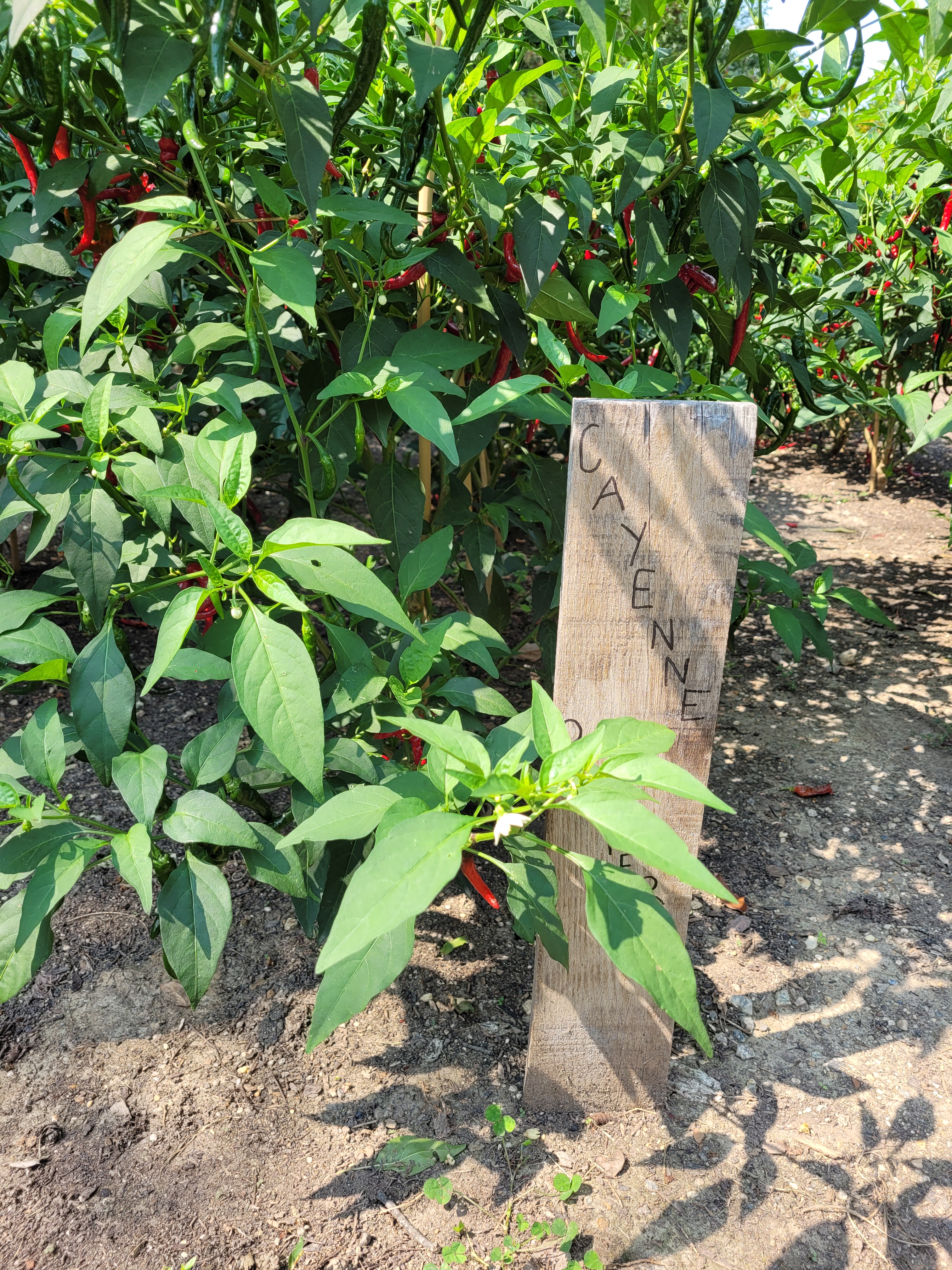 Cayenne Pepper plants