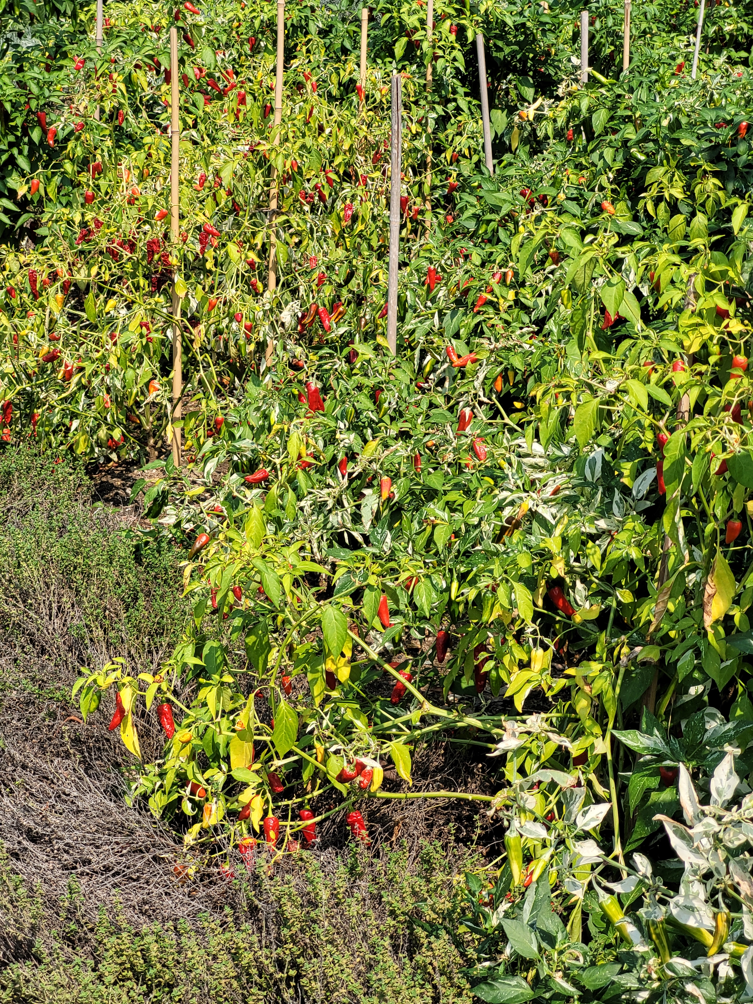 Ornamental pepper plants