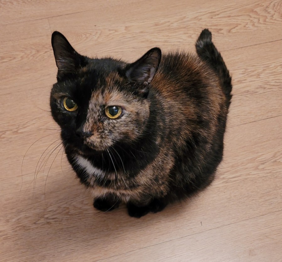 Lily, a black and orange tortie cat, sitting on the floor, looking up at me