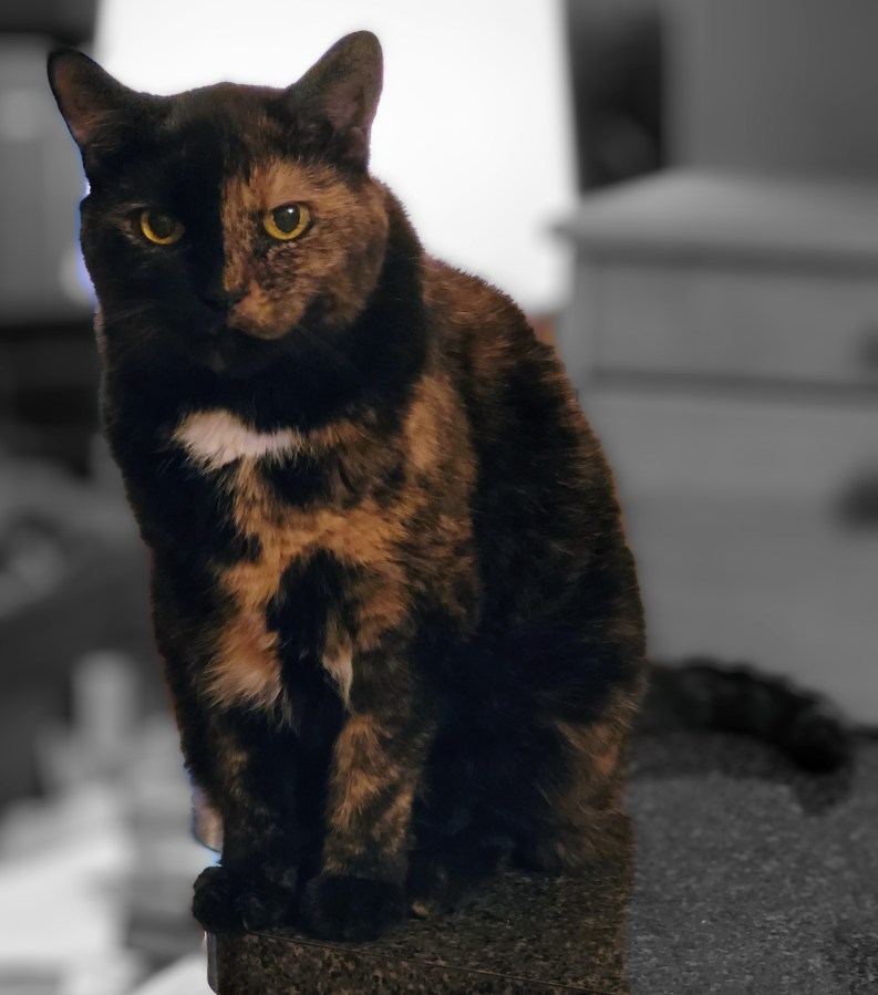 Lily, a black and orange tortie cat, sitting on the counter, looking disgruntled after I told her she couldn't leap to the other counter and attack the turkey