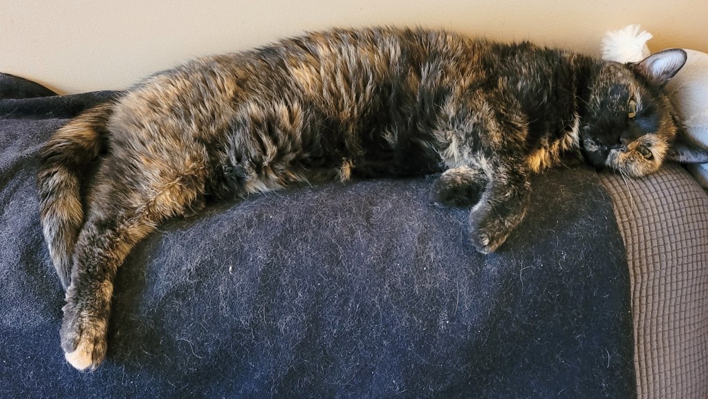 Lily, a black and orange tortoiseshell cat, stretched out along the back of the sofa