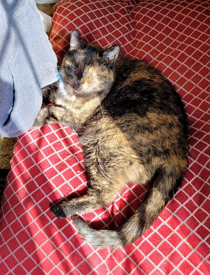 Lily, a black and orange tortie cat, laying on a pet bed in the sunbeams