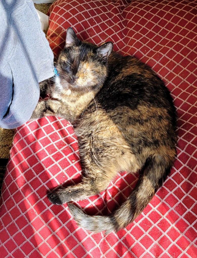Lily, a black and orange tortie cat, laying on a pet bed in the sunbeams