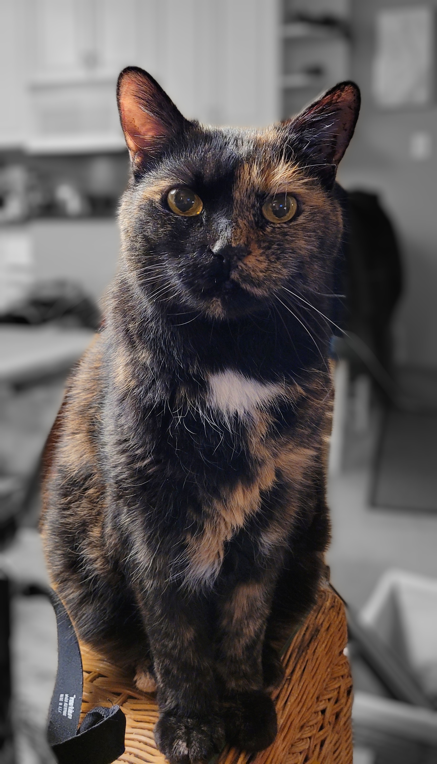 Lily, a black and orange tortie cat, sitting on the end table