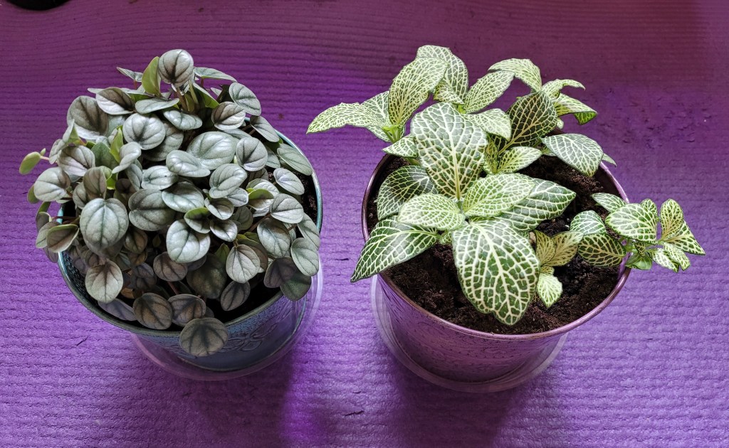 A silver and green pepperomia plant and a green and white nerve plant