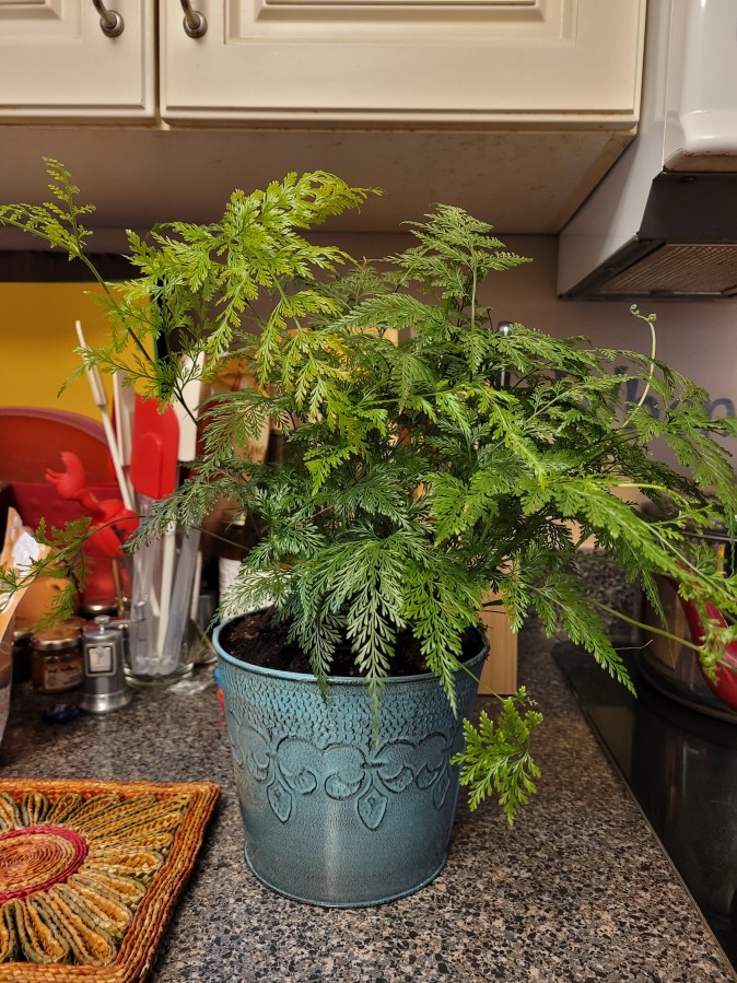 A rabbit's foot fern, fully filling out a 6" blue painted metal pot