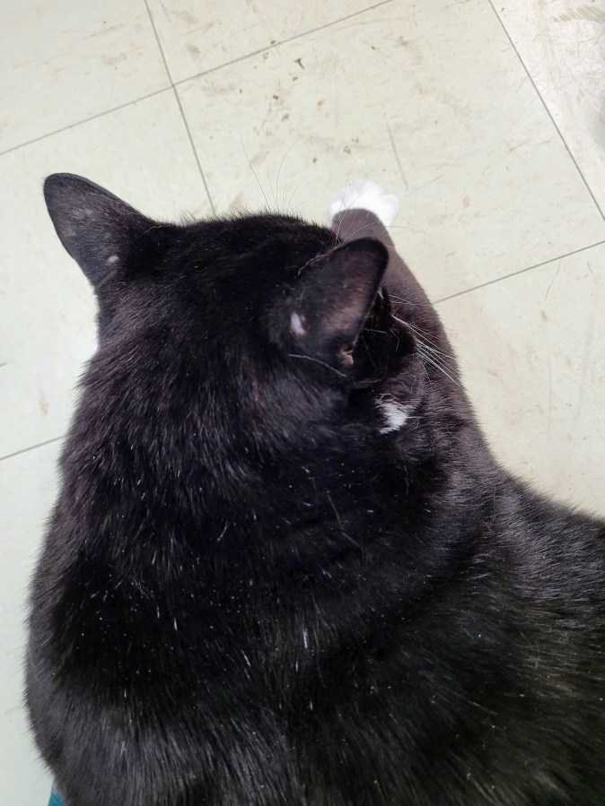 The backside of a black and white kitty sitting in my lap, with one leg outstretched