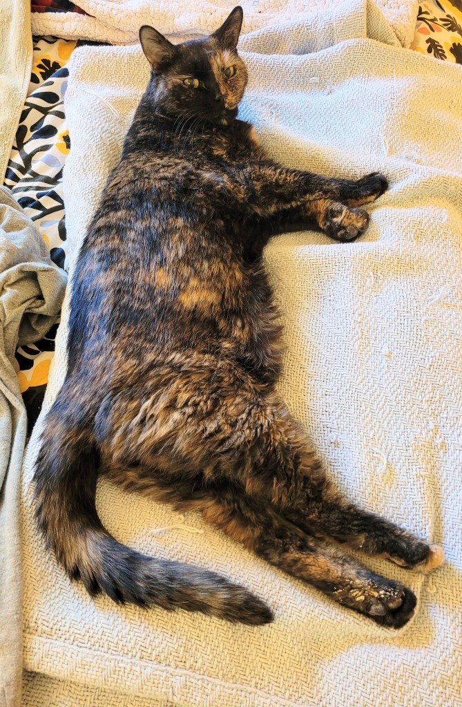 Lily, a black and orange tortie cat, laying sprawled out on the bed as her pre-vet meds kick in
