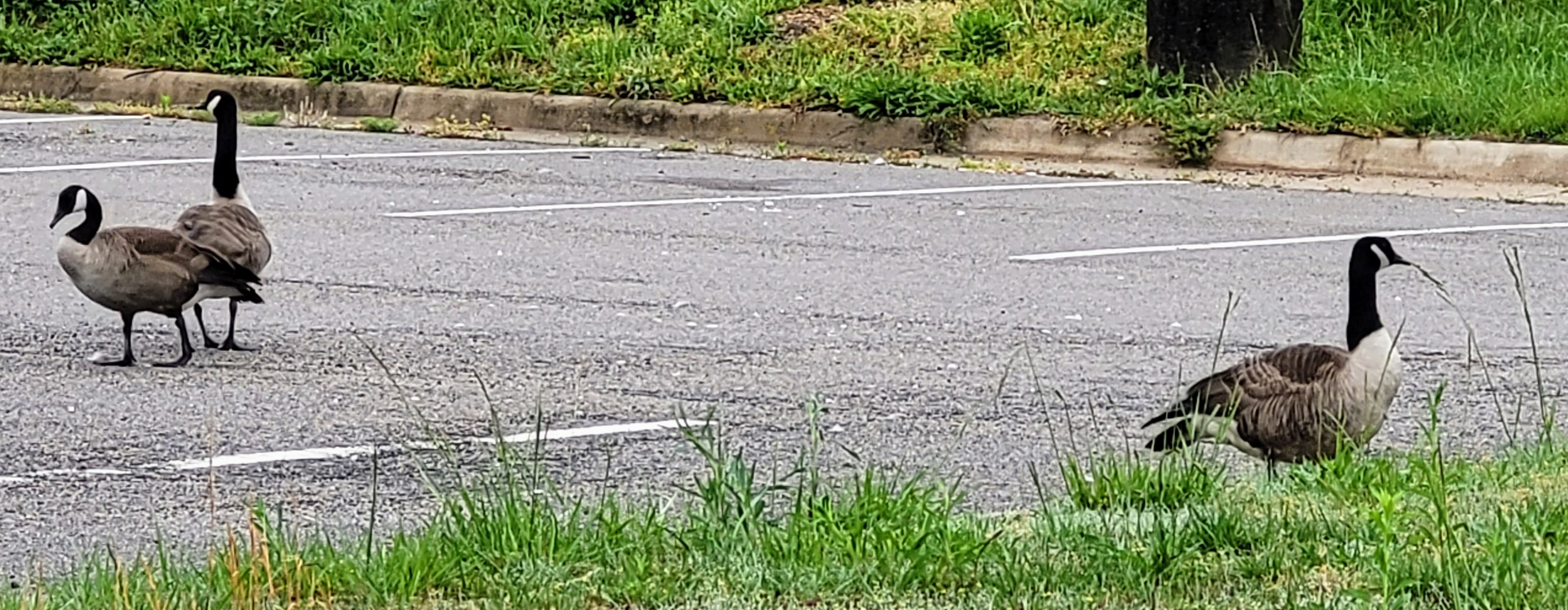 Three Canadian Geese hanging out in the parking lot at the farmers market