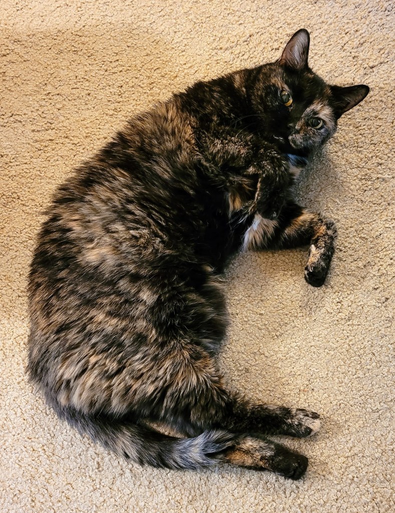 Lily, a black and orange tortie cat, laying on the floor looking up at me and looking a bit sad at the lack of sunshine