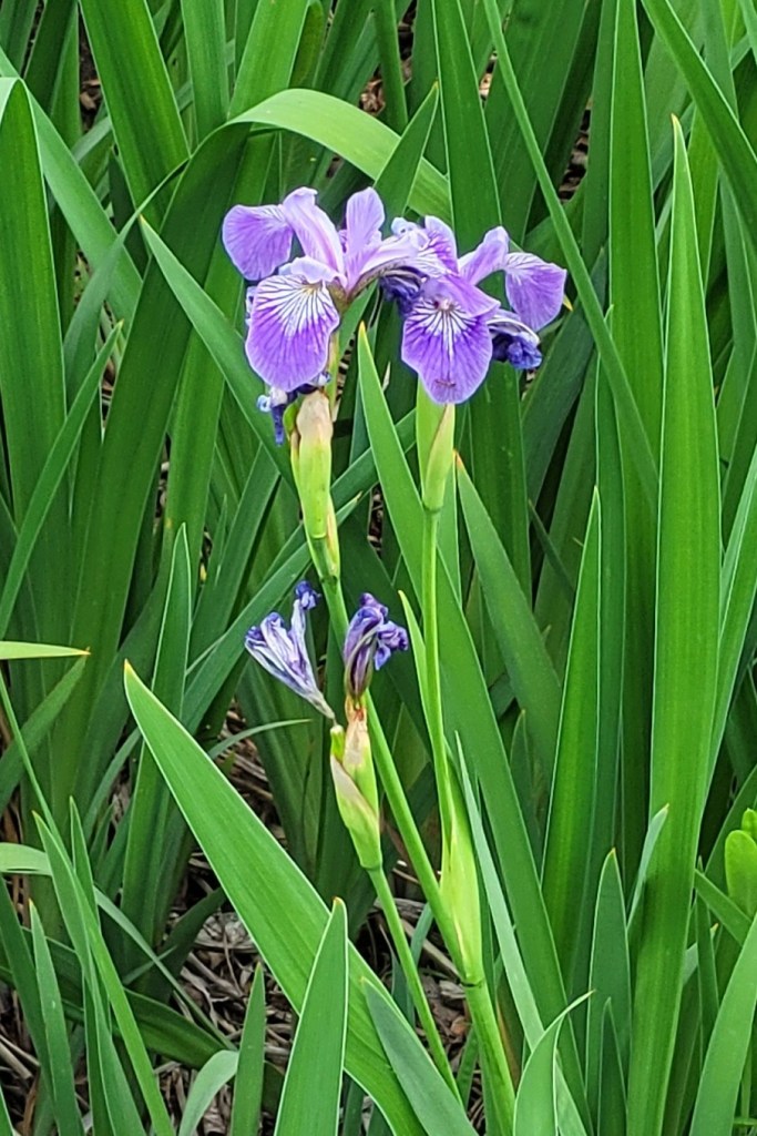Purple Siberian or Japanese Iris