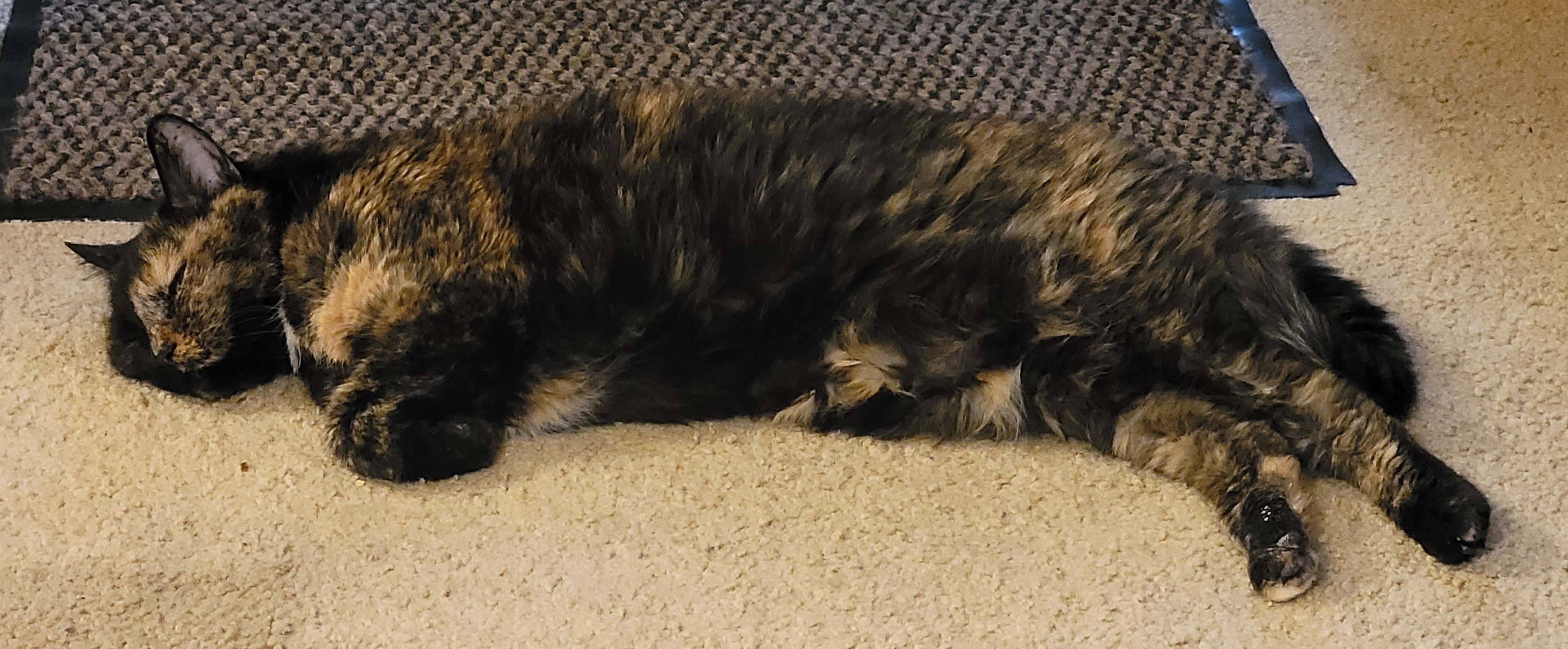 Lily, a black and orange tortie cat, laying stretched out on the floor, snoozing