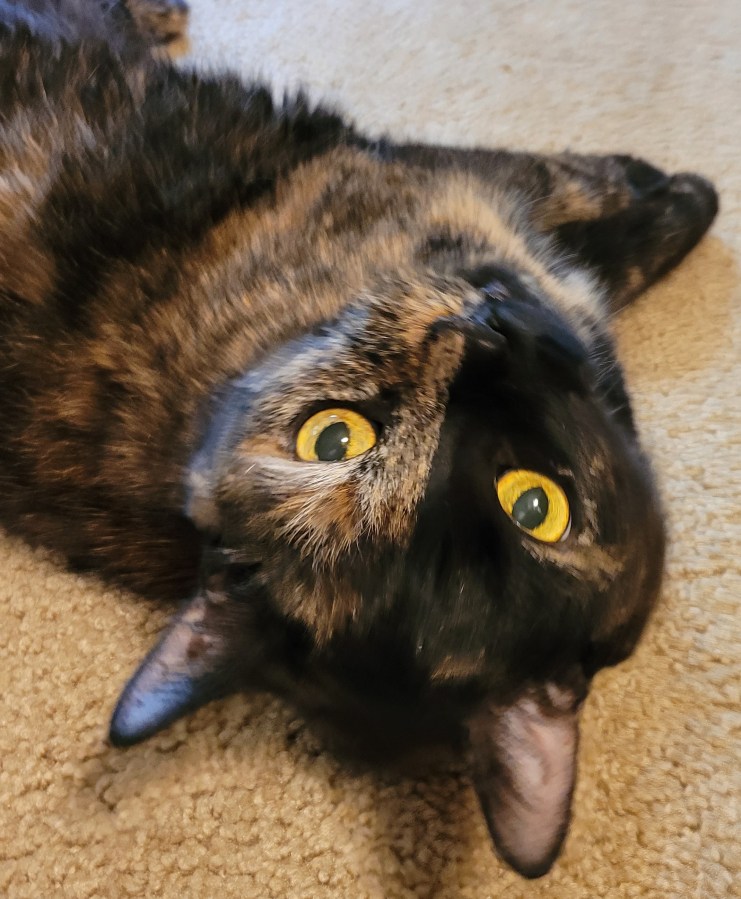 Headshot of Lily, a black & orange tortie cat, looking upside down at the camera