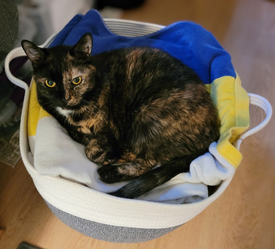 Lily, a black and orange tortie cat, laying curled up in a basket of towels