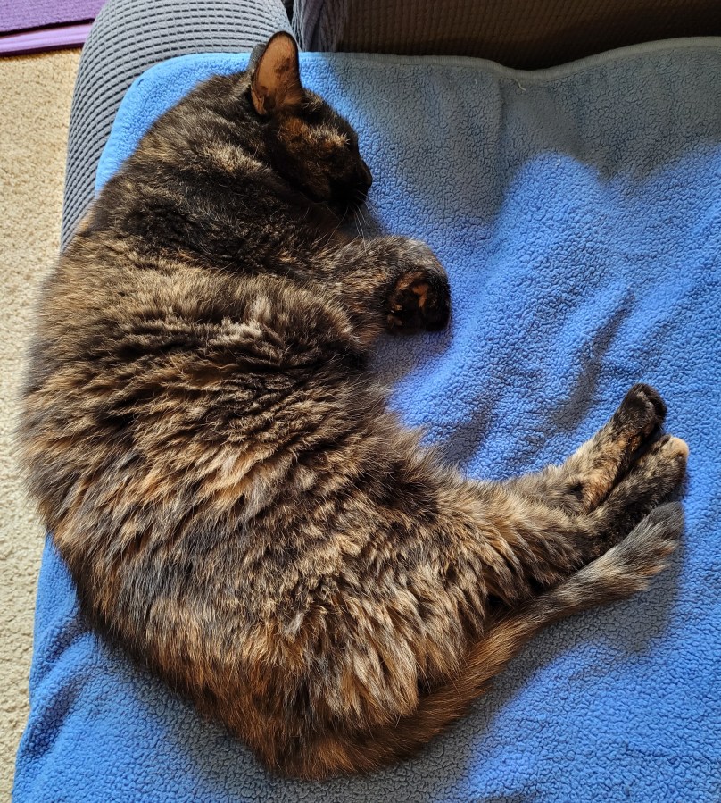 Lily, a black and orange tortoiseshell cat, curled up sleeping on a blue blanket