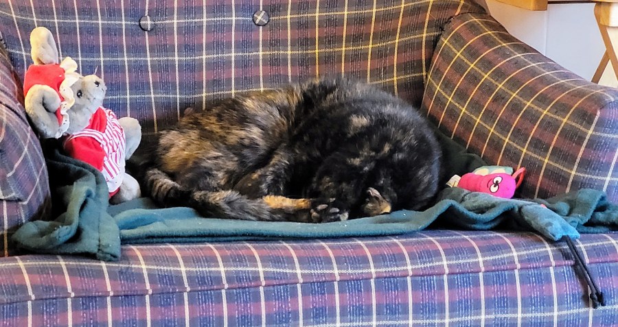 Lily, a black and orange tortoiseshell cat, curled up with her head upside down, on a chair with a Christmas mouse on noe side of here and a toy butterfly and caterpillar on the other side.