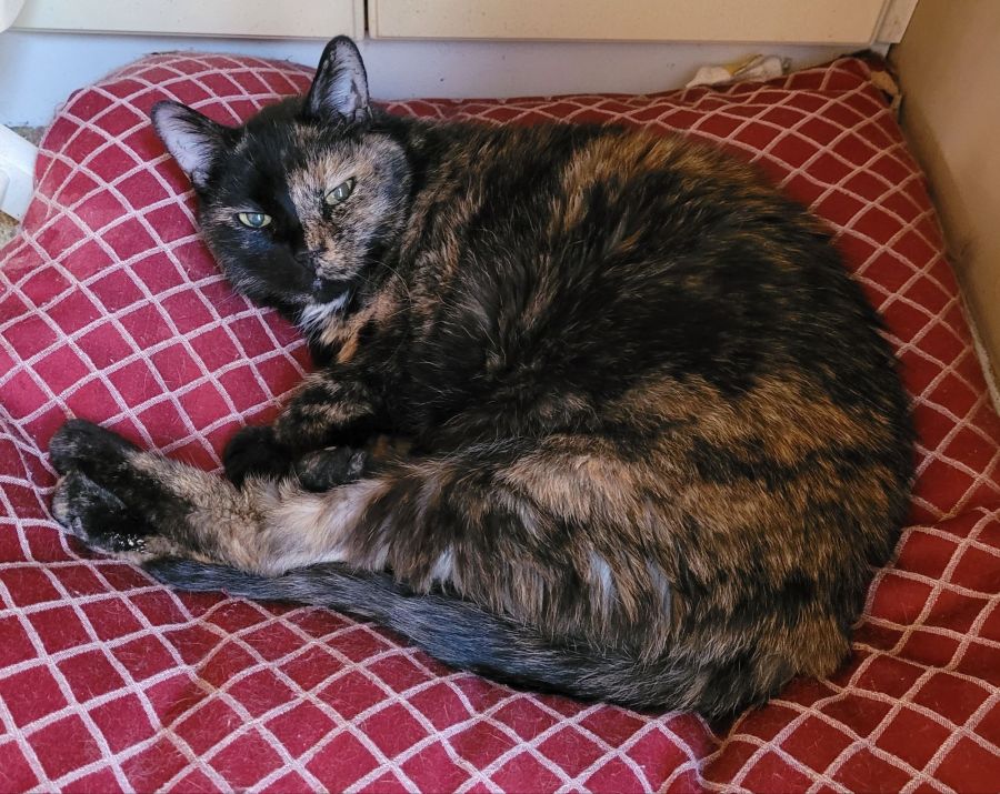 Lily, a black and orange tortoiseshell cat, laying curled up on a red and white plaid pet bed
