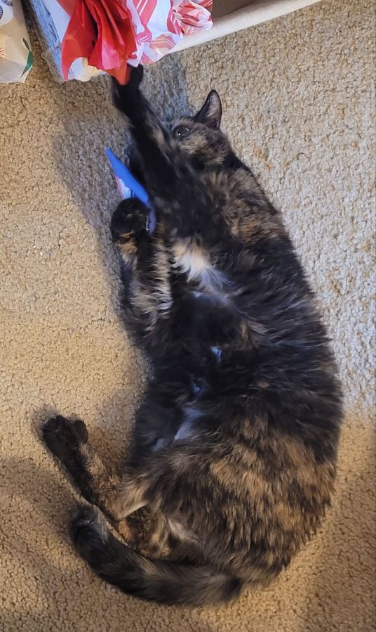 Action Shot of Lily, a black and orange tortoiseshell cat, rolling on the floor with a catnip toy tucked into one paw, and the other paw snagging some tissue paper