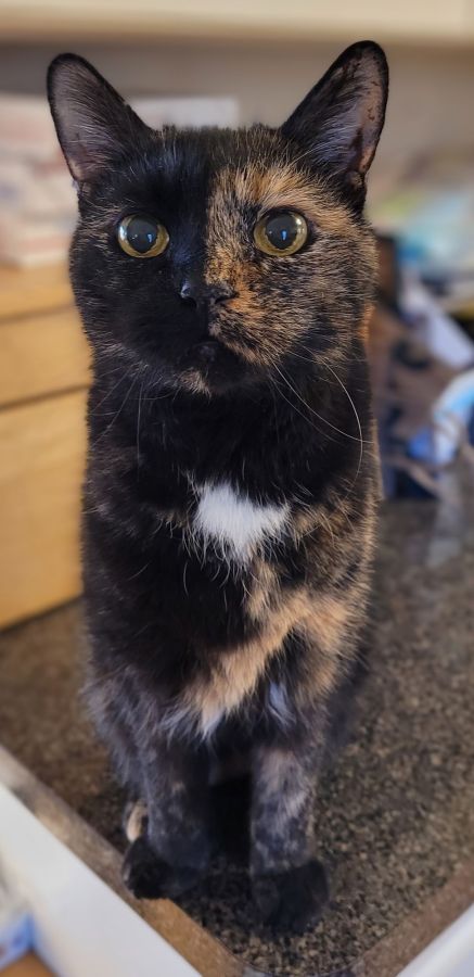 A shot of Lily, a black and orange tortoiseshell cat, sitting on the corner of the counter, looking just above the camera