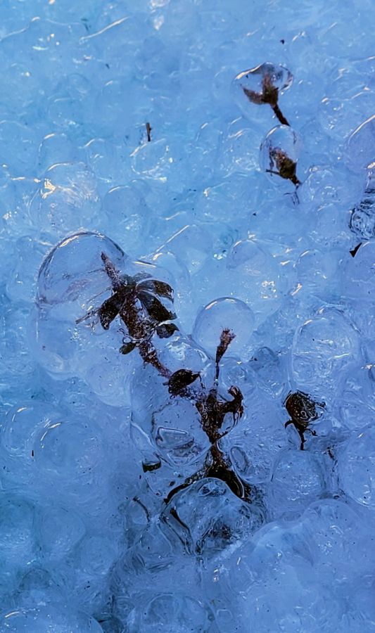 A few branches of an azalea bush, fully encased in ice
