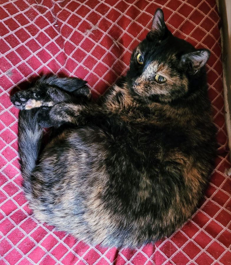 Lily, a black and orange tortoiseshell cat, curled up on a red and white pet bed, looking up in mild annoyance