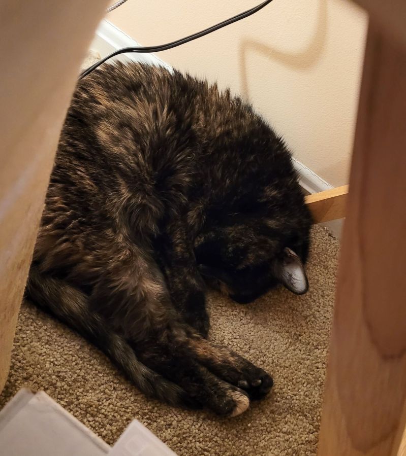 Shot of Lily, a black and orange tortoiseshell cat, curled up snoozing on the floor.