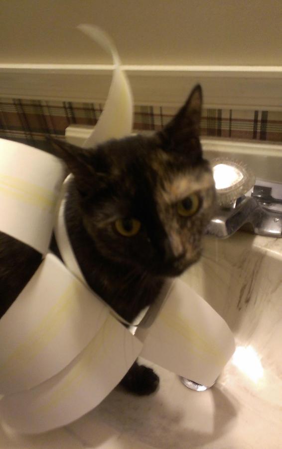Lily, a black and orange tortoiseshell cat, with a paper collar around her neck shaped like an Easter Lily. (She did not love it.)