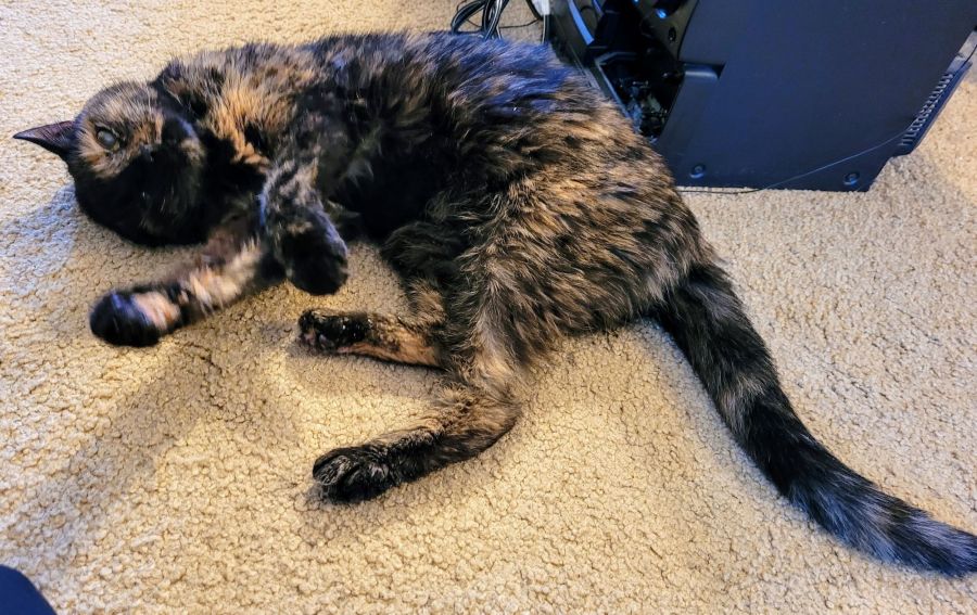 Lily, a black and orange tortoiseshell cat, rolling around on the carpet