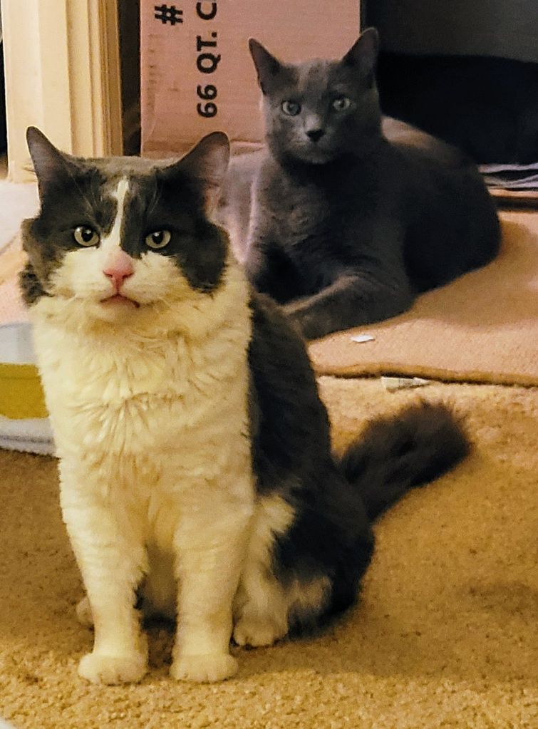 Sean, a grey and white fluffy cat sitting in front of Jorge, a solid grey cat, lounging on the floor.