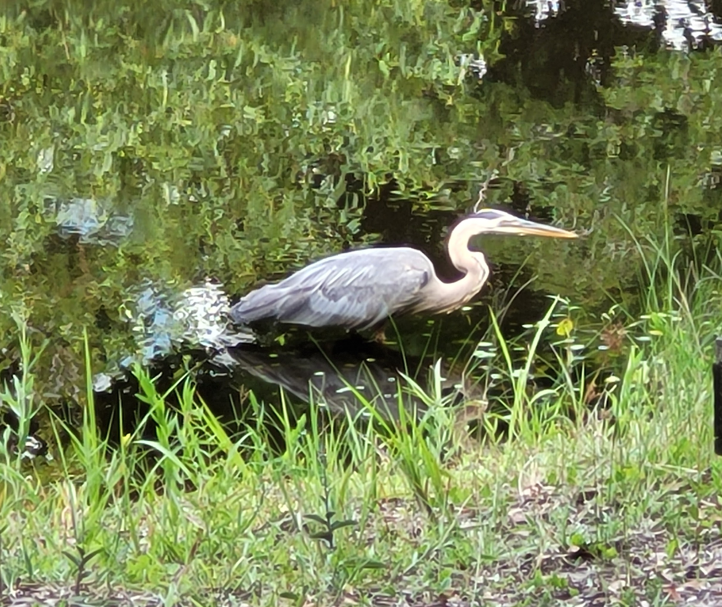What I think is a Great Blue Heron, crouched down and walking through a creek with trees reflected in the water behind it, and a grassy bank in front of it