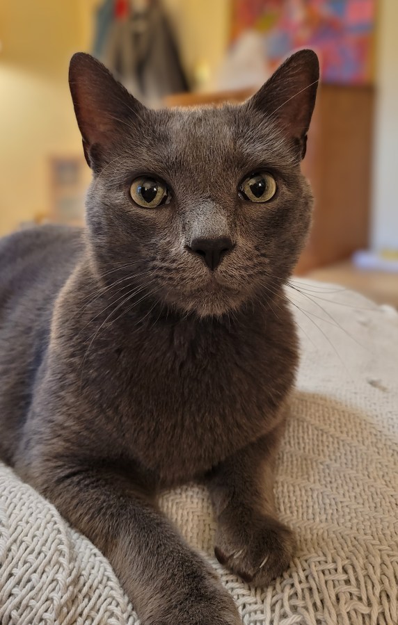 Shot of Jorge, a solid grey kitty, laying on my bed looking towards the camera