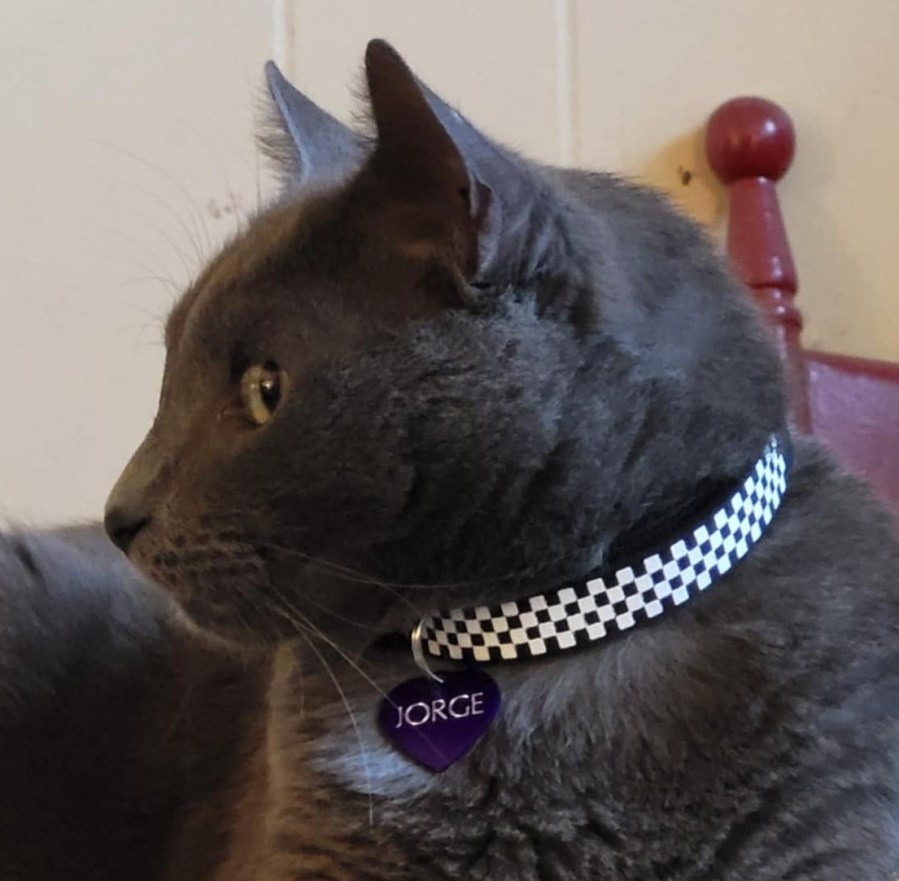 Profile shot of Jorge, a solid grey cat, showing off his checkerboard collar with a purple heart shaped tag with his name on it.