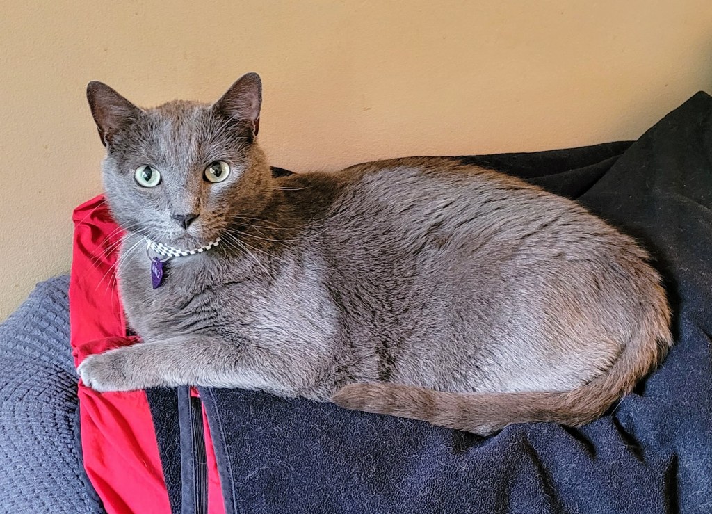 Jorge, a solid grey kitty, laying on the back of the sofa