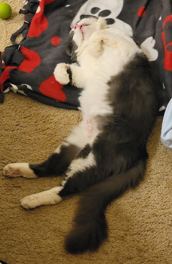 Shot of Sean, a white & grey fluffy cat, stretched out on his back sleeping very soundly
