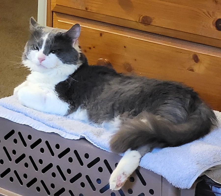 Sean, a grey and white fluffy cat, laying on a towel on top of his crate