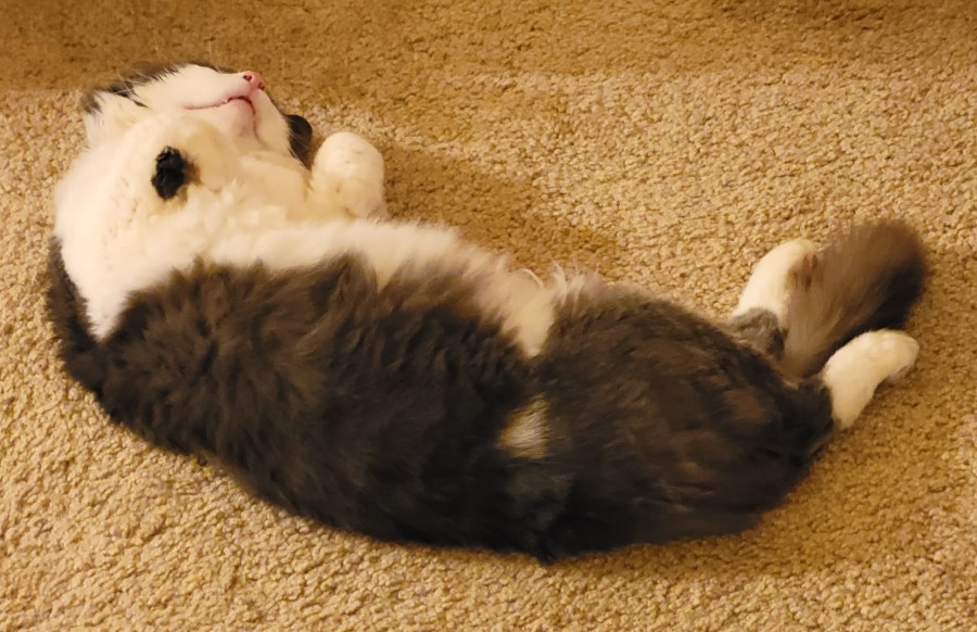 Sean, a grey & white fluffy cat, laying on his back sleeping, with his front paws tucked up