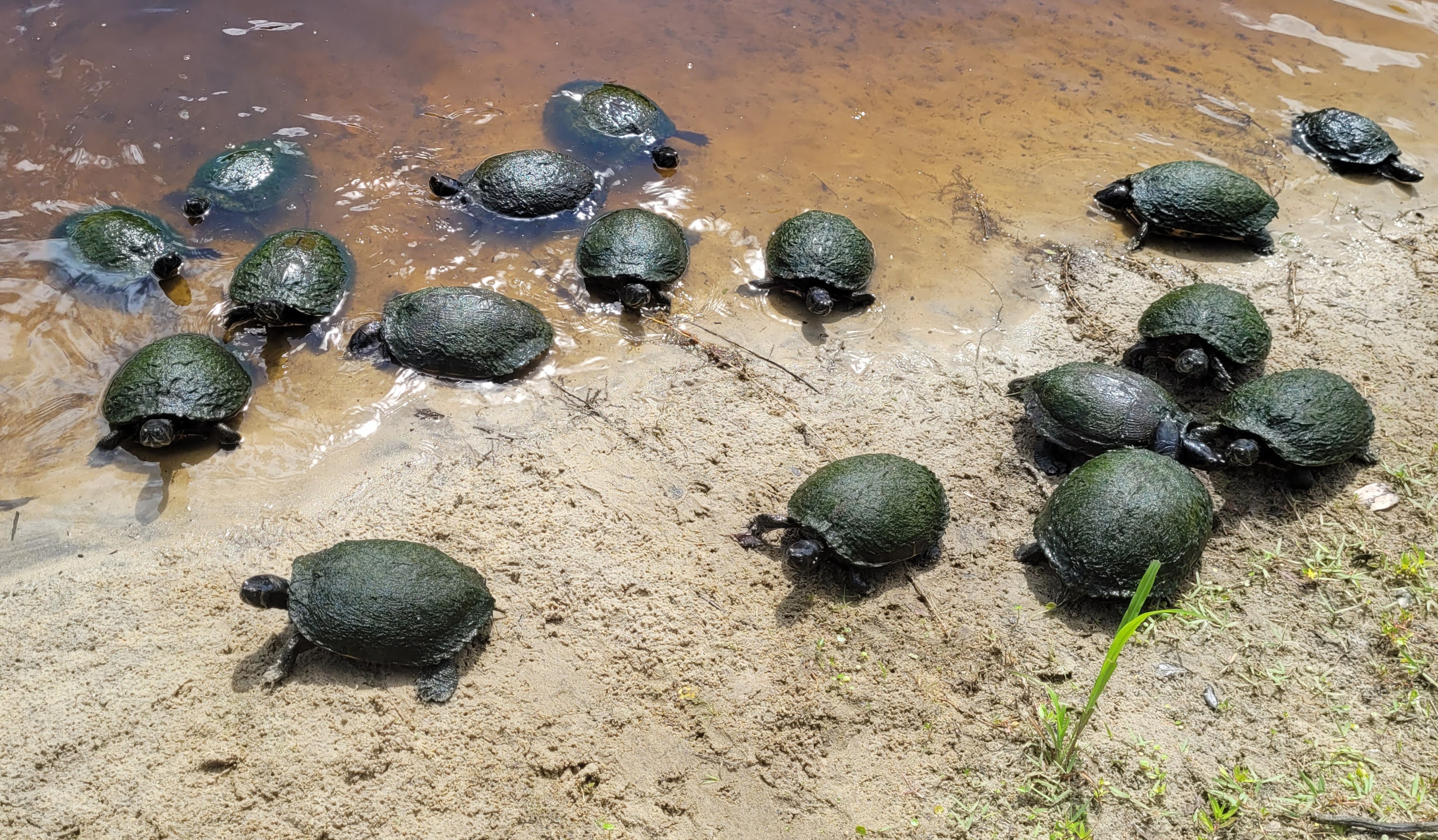 A bale of turtles, half clambering up on the creek bank, half in the water - all looking for treats.