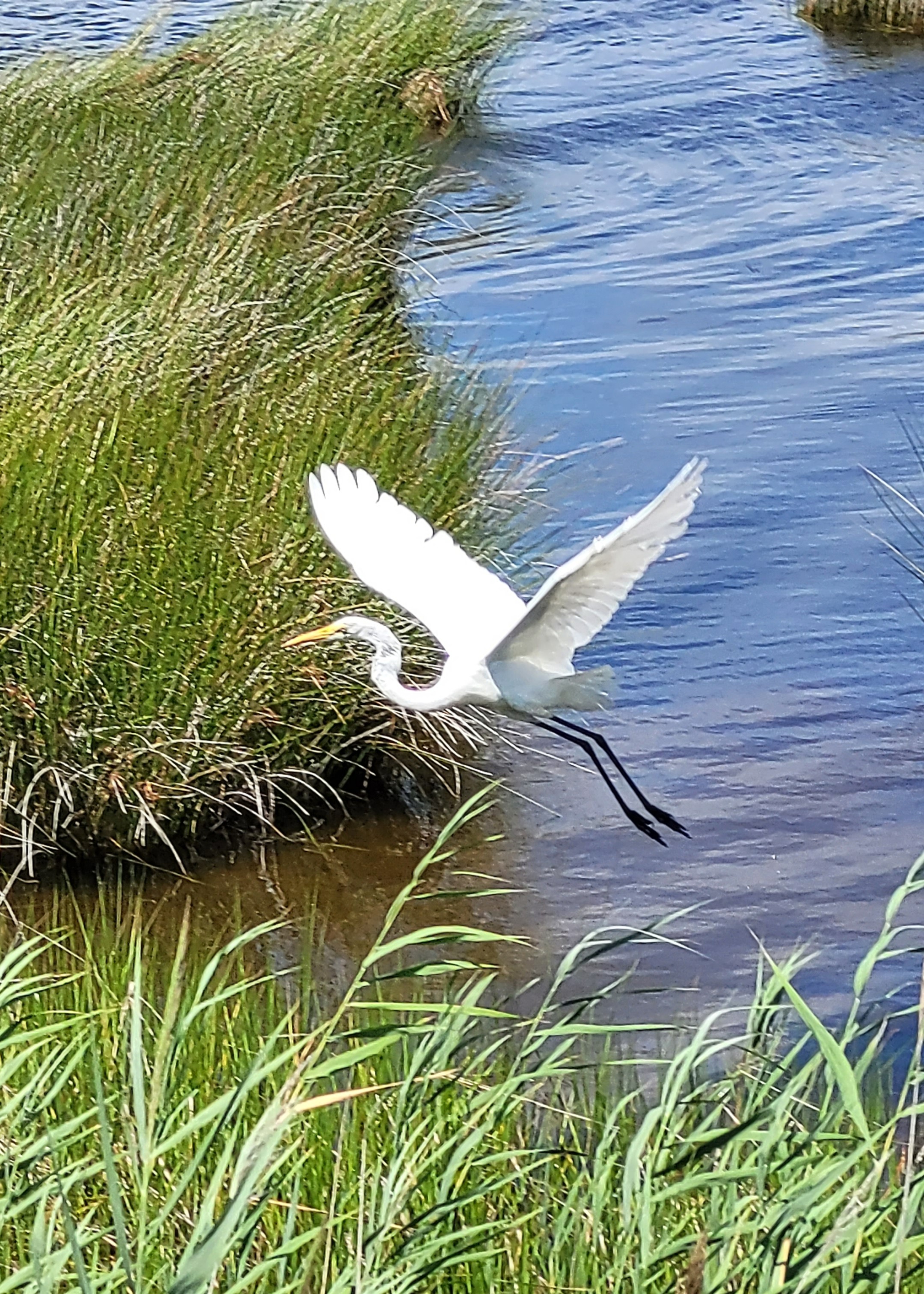 A white Heron (or possibly Ibis or Egret) just starting to take off from the sound. Its legs are outstretched and just above the water and it's wings are fully extended. There is water grass in the foreground and to the side.
