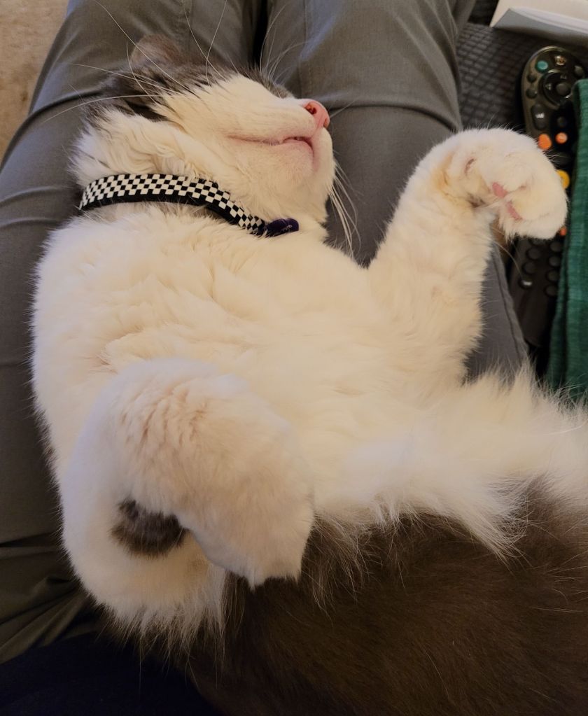 Sean, a grey and white fluffy cat, sleeping upside down in my lap
