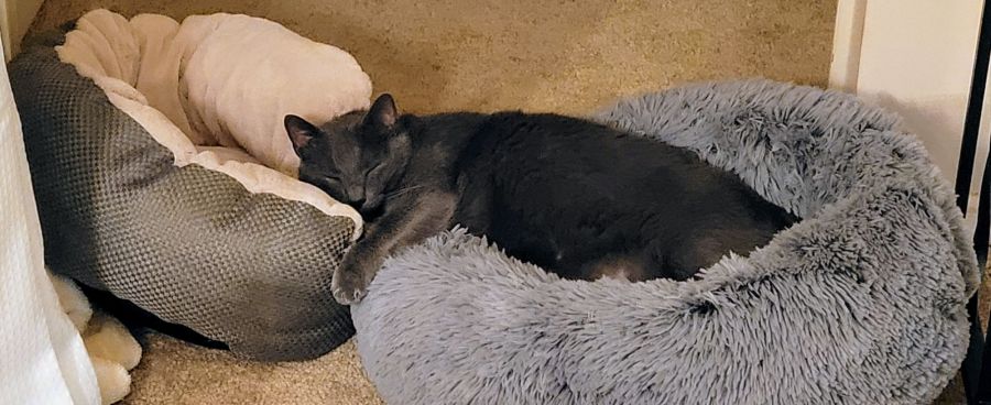 Jorge, a solid grey cat, sleeping in a fluffy cat bed, but he is halfway out of it and using a second cat bed as a pillow