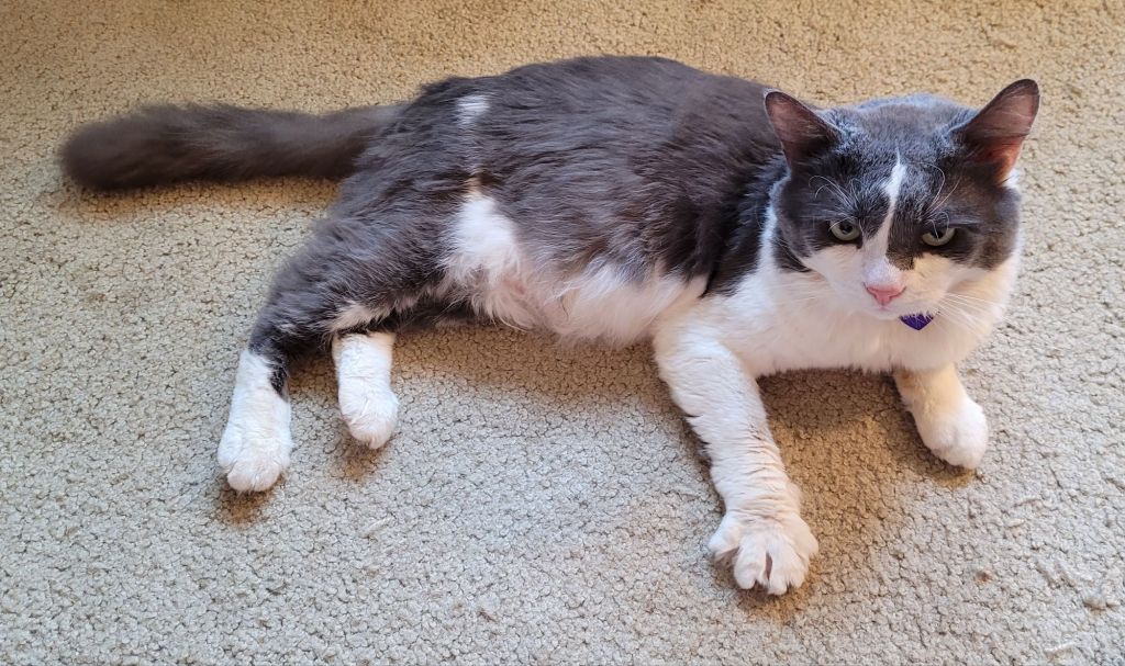 Sean, a grey and white fluffy cat, lounging on the floor. He had voluntarily come downstairs to be my lunch buddy, so it was a big deal.