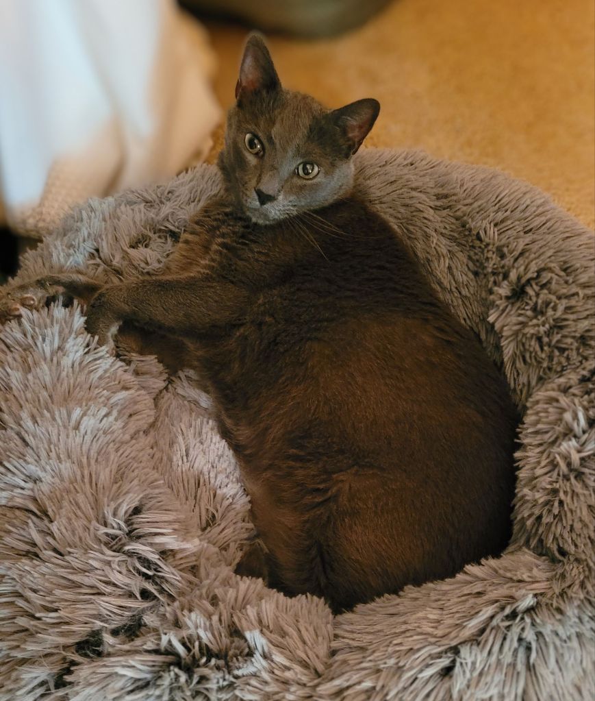 Jorge, a solid grey cat, laying in a fluffy cat bed