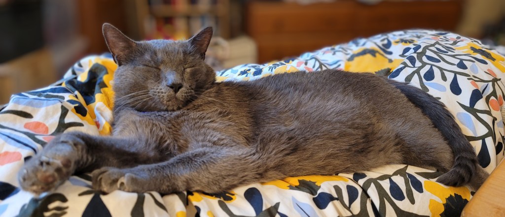Jorge, a solid grey cat, sleeping on my bed, with his head smushed into his shoulders. Somehow this is comfortable for him.