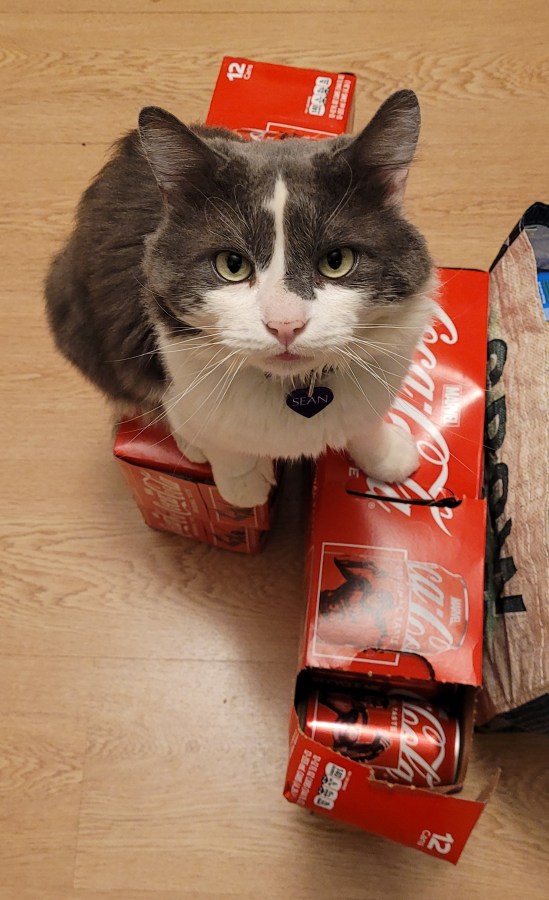 Sean, a grey and white fluffy cat, sitting on top of two unopened cases of Coca Cola.