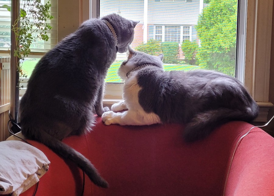 Jorge, a solid grey cat, sitting on the arm of a chair, looking out the window. Sean, a grey & white fluffy cat, is laying on the back of the chair looking out the window with him.
