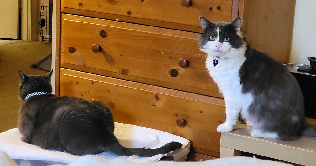Jorge, a solid grey cat, kittyloafing on top of a plastic bin. Sean, a grey & white fluffy cat, is sitting on a table next to it, looking directly at the camera with a bit of a disgusted look on his face over losing his spot