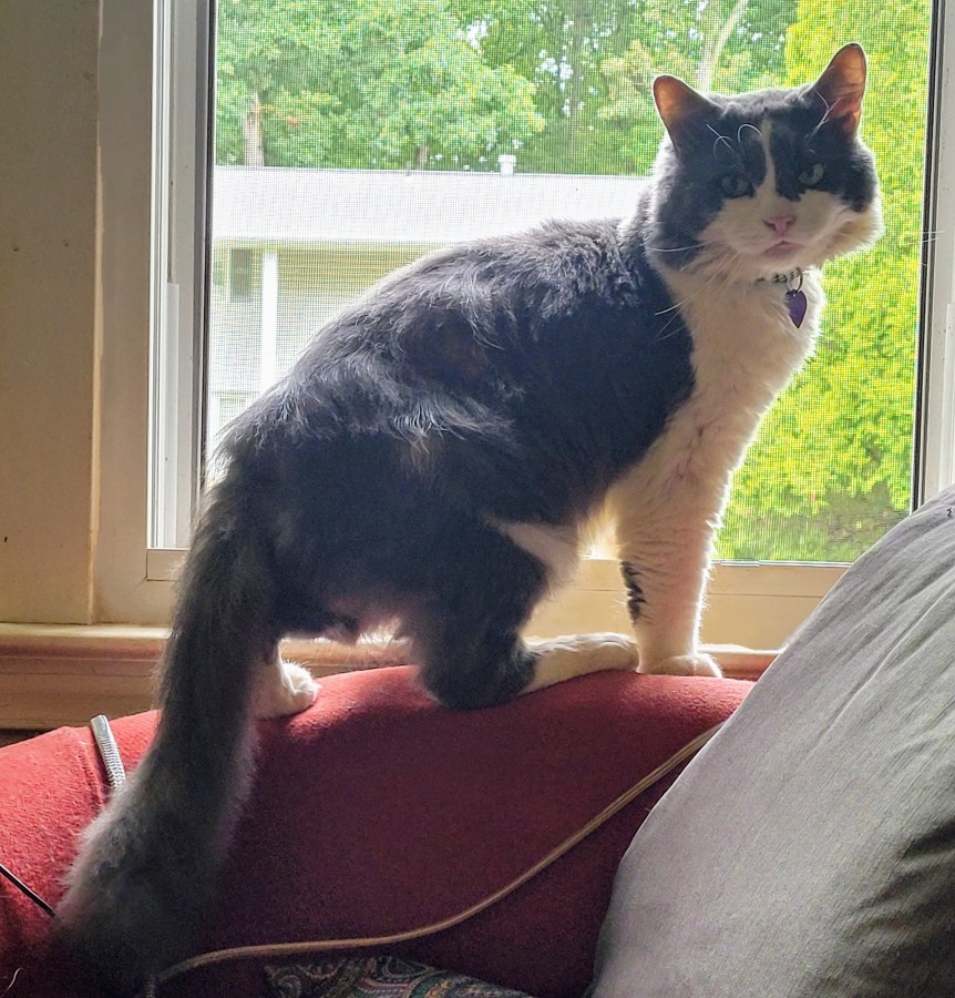 Sean, a grey & white fluffy cat, standing on the back of a chair in front of a window, looking back at the camera