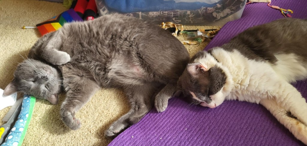 Jorge, a solid grey cat, and Sean, a grey & white fluffy cat, sleeping on their sides next to each other