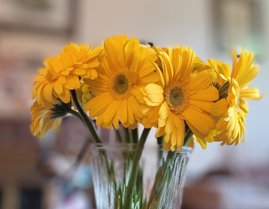 A bunch of yellow gerbera daisies