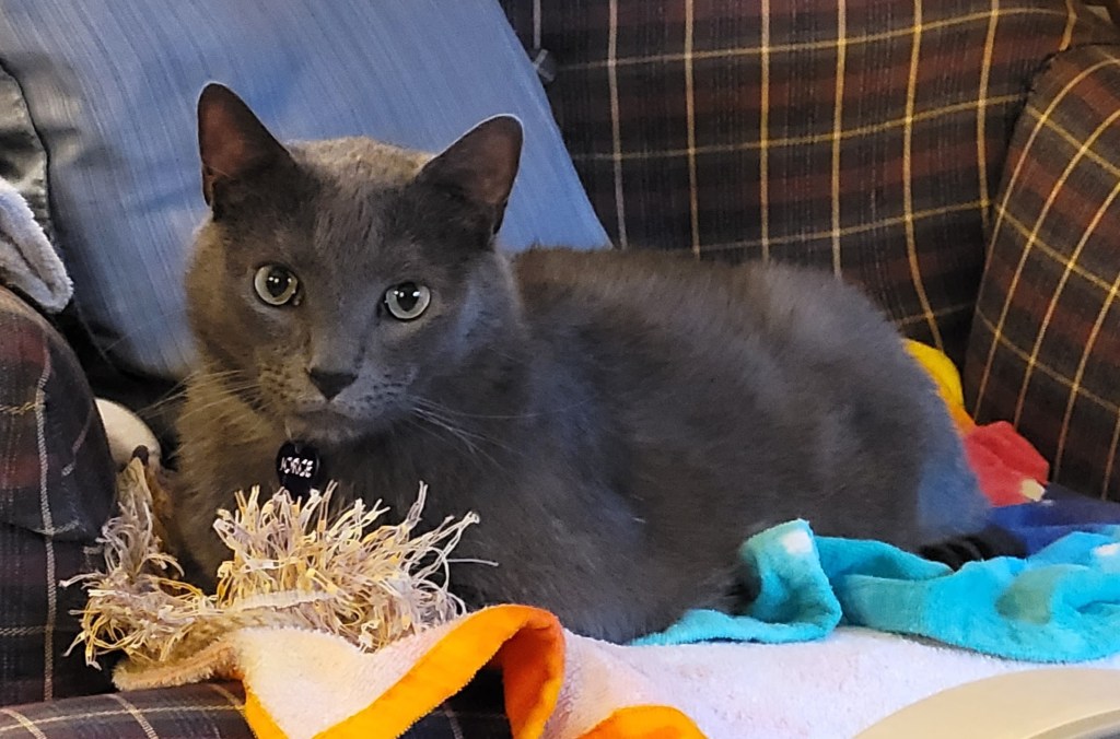 Jorge, a solid grey cat, kitty loafing on a chair on a tie dye towel with a cat toy next to him
